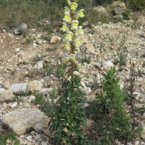 Photographie n°735412 du taxon Antirrhinum majus L. [1753]