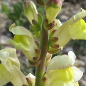 Photographie n°735414 du taxon Antirrhinum majus L. [1753]