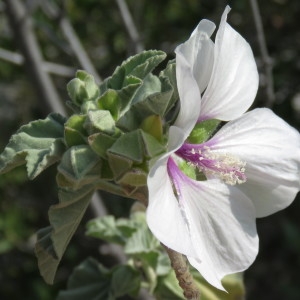 Photographie n°735416 du taxon Lavatera maritima Gouan [1773]