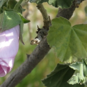 Photographie n°735418 du taxon Lavatera maritima Gouan [1773]