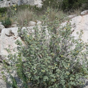 Photographie n°735420 du taxon Lavatera maritima Gouan [1773]