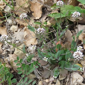 Photographie n°735430 du taxon Microthlaspi perfoliatum (L.) F.K.Mey.