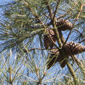  - Pinus pinaster Aiton [1789]