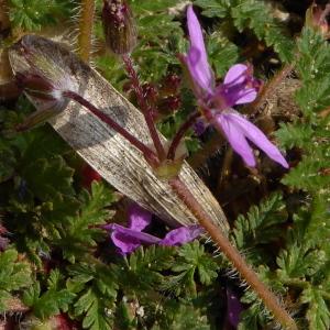 Photographie n°735677 du taxon Erodium cicutarium (L.) L'Hér.