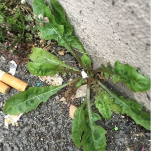 Photographie n°735702 du taxon Taraxacum officinale F.H.Wigg. [1780]