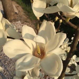 Photographie n°736077 du taxon Magnolia L. [1753]