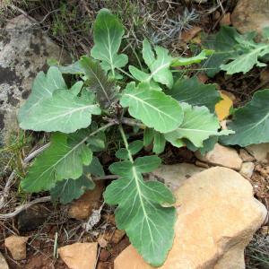 Photographie n°736087 du taxon Brassica montana Pourr. [1788]