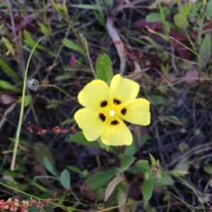 Photographie n°736088 du taxon Tuberaria guttata (L.) Fourr. [1868]