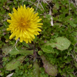 Photographie n°736109 du taxon Crepis sancta (L.) Bornm. [1913]