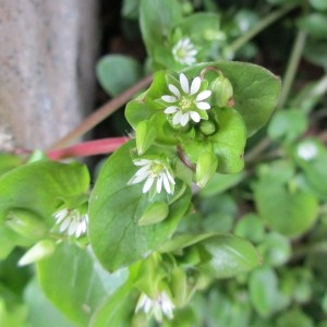 Photographie n°736236 du taxon Stellaria media (L.) Vill.