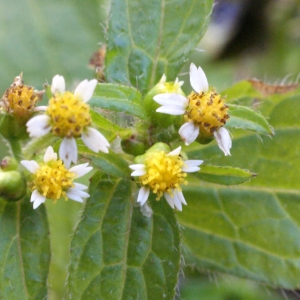 Photographie n°736317 du taxon Galinsoga parviflora Cav. [1795]