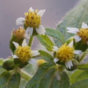 Photographie n°736318 du taxon Galinsoga parviflora Cav. [1795]