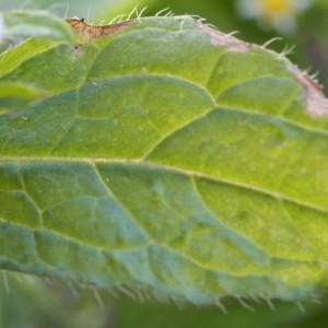 Photographie n°736319 du taxon Galinsoga parviflora Cav. [1795]