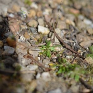 Photographie n°736614 du taxon Draba verna L. [1753]