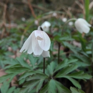 Photographie n°736648 du taxon Anemone nemorosa L. [1753]