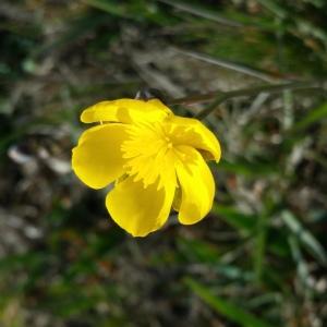 Photographie n°736679 du taxon Ranunculus gramineus L. [1753]