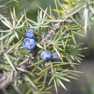 Photographie n°736765 du taxon Juniperus communis L. [1753]