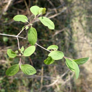 Photographie n°736841 du taxon Lonicera xylosteum L. [1753]