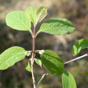 Photographie n°736847 du taxon Lonicera xylosteum L. [1753]