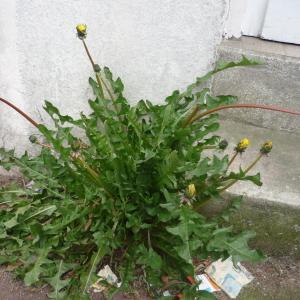 Photographie n°737092 du taxon Taraxacum F.H.Wigg. [1780]