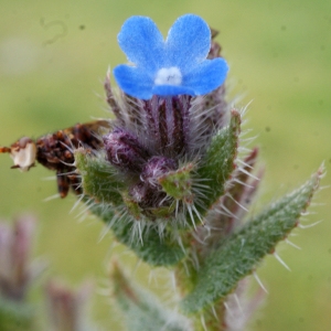 Lycopsis arvensis subsp. occidentalis Kusn. (Buglosse des champs)