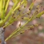  Liliane Roubaudi - Fraxinus angustifolia Vahl [1804]