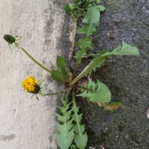 Photographie n°737149 du taxon Taraxacum F.H.Wigg. [1780]