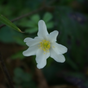 Photographie n°737210 du taxon Anemone nemorosa L. [1753]