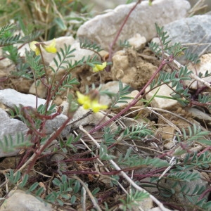 Photographie n°737359 du taxon Hippocrepis ciliata Willd. [1808]