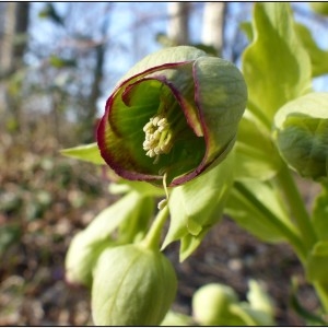 Photographie n°737424 du taxon Helleborus foetidus L. [1753]