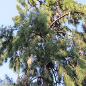 Photographie n°737431 du taxon Casuarina cunninghamiana Miq. [1848]