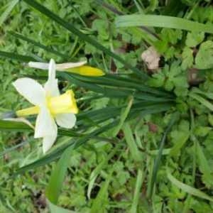 Photographie n°737732 du taxon Narcissus jonquilla L. [1753]