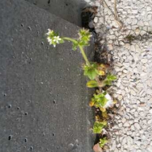 Photographie n°737735 du taxon Cerastium glomeratum Thuill. [1799]