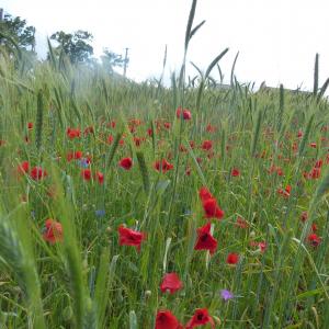 Photographie n°737762 du taxon Papaver rhoeas L.