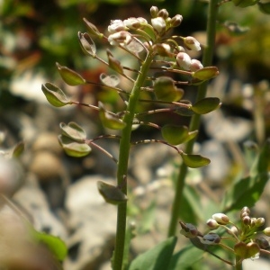 Photographie n°737774 du taxon Noccaea perfoliata (L.) Al-Shehbaz