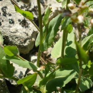 Photographie n°737775 du taxon Noccaea perfoliata (L.) Al-Shehbaz