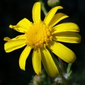 Photographie n°737822 du taxon Senecio gallicus Vill. [1786]