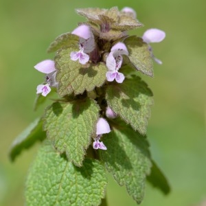 Photographie n°737909 du taxon Lamium purpureum L. [1753]