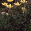  Liliane Roubaudi - Anemone alpina subsp. apiifolia (Scop.) O.Bolòs & Vigo [1974]