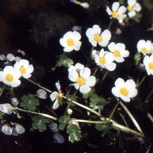 Batrachium hederaceum subsp. lusitanicum (Freyn) Nyman (Renoncule à pétales blancs)