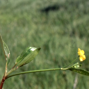 Photographie n°737997 du taxon Ranunculus lingua L. [1753]