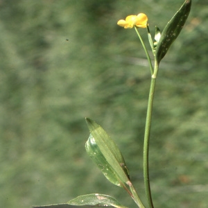 Photographie n°737998 du taxon Ranunculus lingua L. [1753]