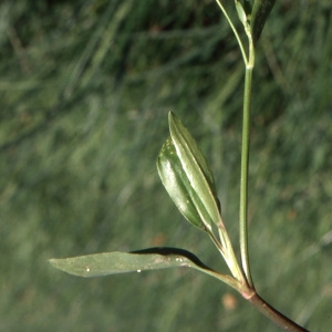 Photographie n°738000 du taxon Ranunculus lingua L. [1753]