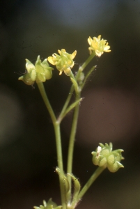 Liliane Roubaudi, le 16 mai 2006 (Ambès)
