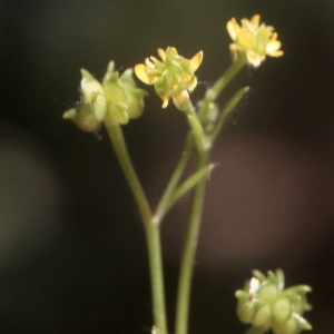 Ranunculus parviflorus L. (Renoncule à petites fleurs)