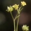  Liliane Roubaudi - Ranunculus parviflorus L. [1758]
