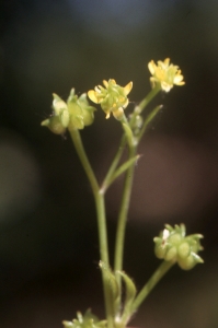 Liliane Roubaudi, le 16 mai 2006 (Ambès)