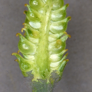 Ranunculus pyrenaeus L. (Renoncule des Pyrénées)