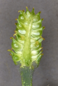 Liliane Roubaudi, le 12 juillet 1987 (Val-d'Isère)