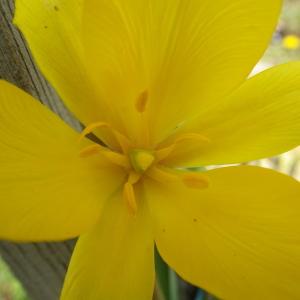 Photographie n°738056 du taxon Tulipa sylvestris L.